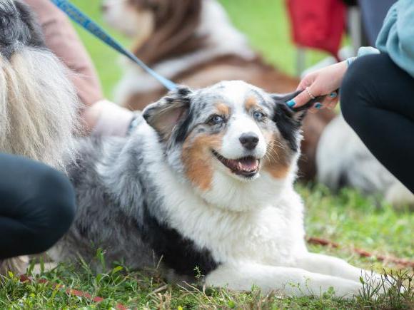 An aussie dog is laying on the green seemingly smiling while being pet by people