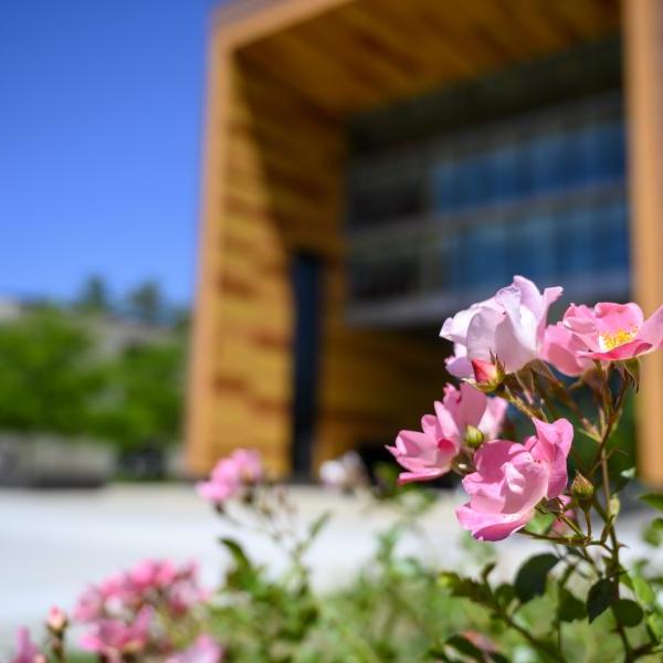 Flowers in bloom in front of University hall