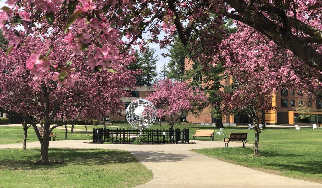 Trees with pink blossoms line the walkways leading to the globe on the campus green